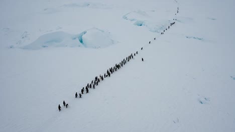 A Remarkable Journey: A Long Line of Penguins Traversing Icy Terrain in a Stunning Polar Landscape, Highlighting the Resilience of Nature's Creatures