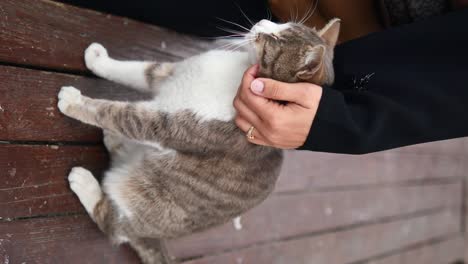woman petting a cat on a park bench