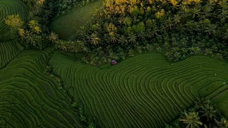 top view of green rice terraces with thick forest in bali, indonesia