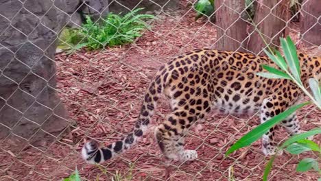 cheetah walks behind fence inside enclosure at zoo