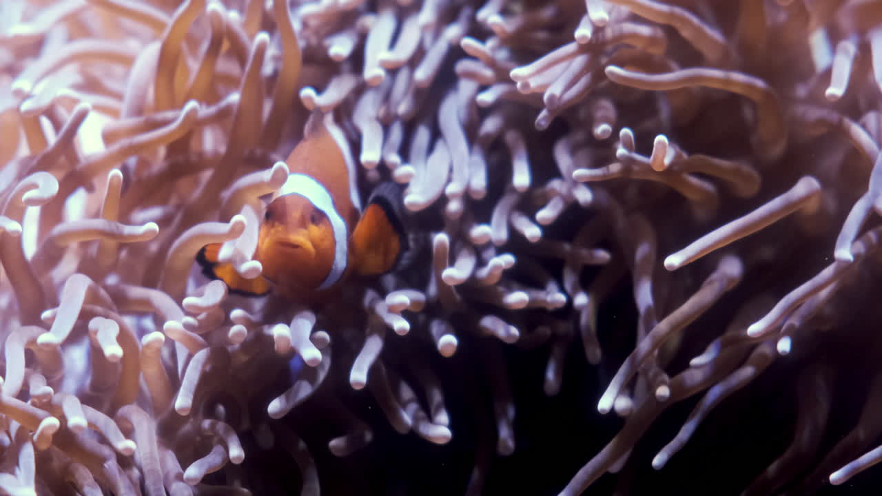 Clown Fish swimming in colorful Coral Reef