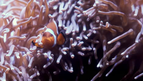 clown fish swimming in colorful coral reef