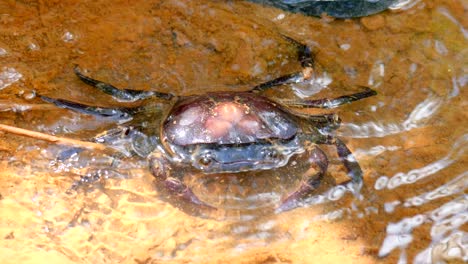 black crabs walking