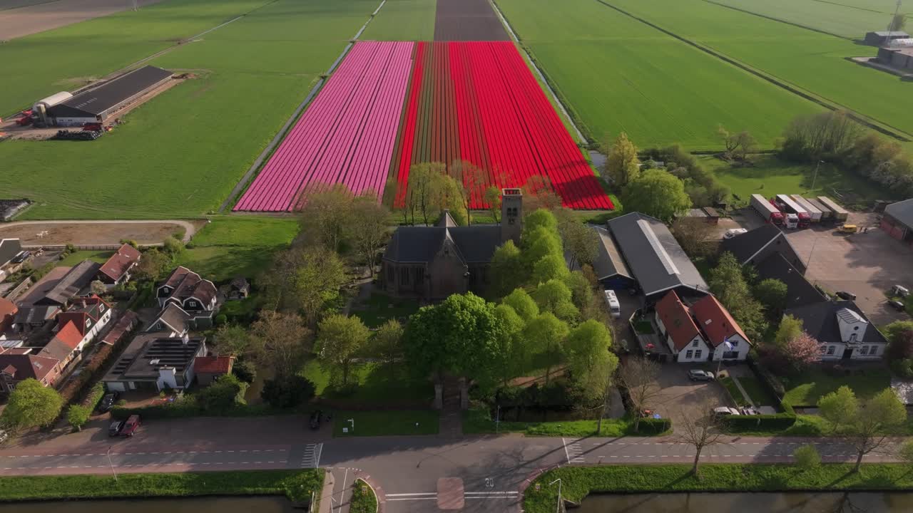 Aerial view of tulip fields and church in Stompetoren countryside, Netherlands