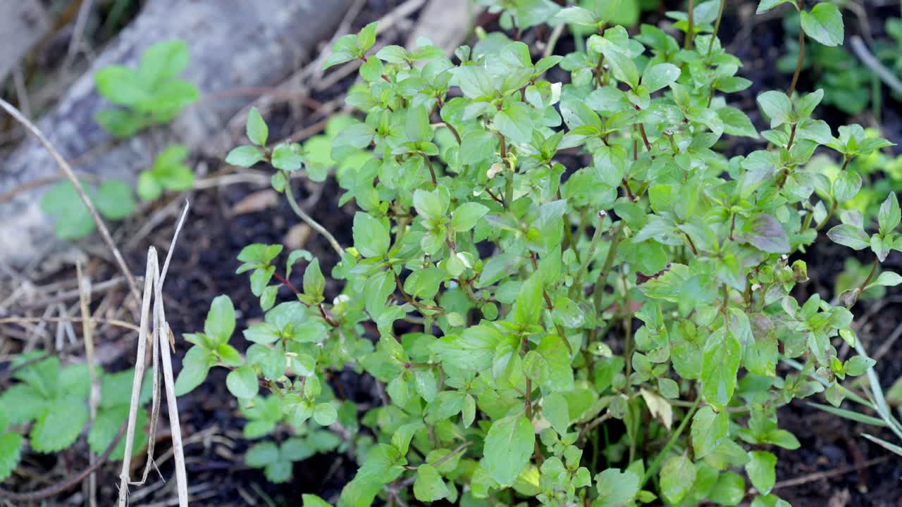 mentha citrata, en el jardín, con muchas hojas