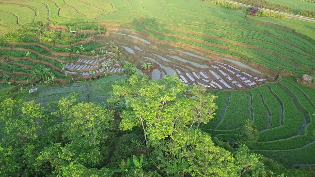 흰 새가 논 한가운데 있는 나무에서 날아간다
