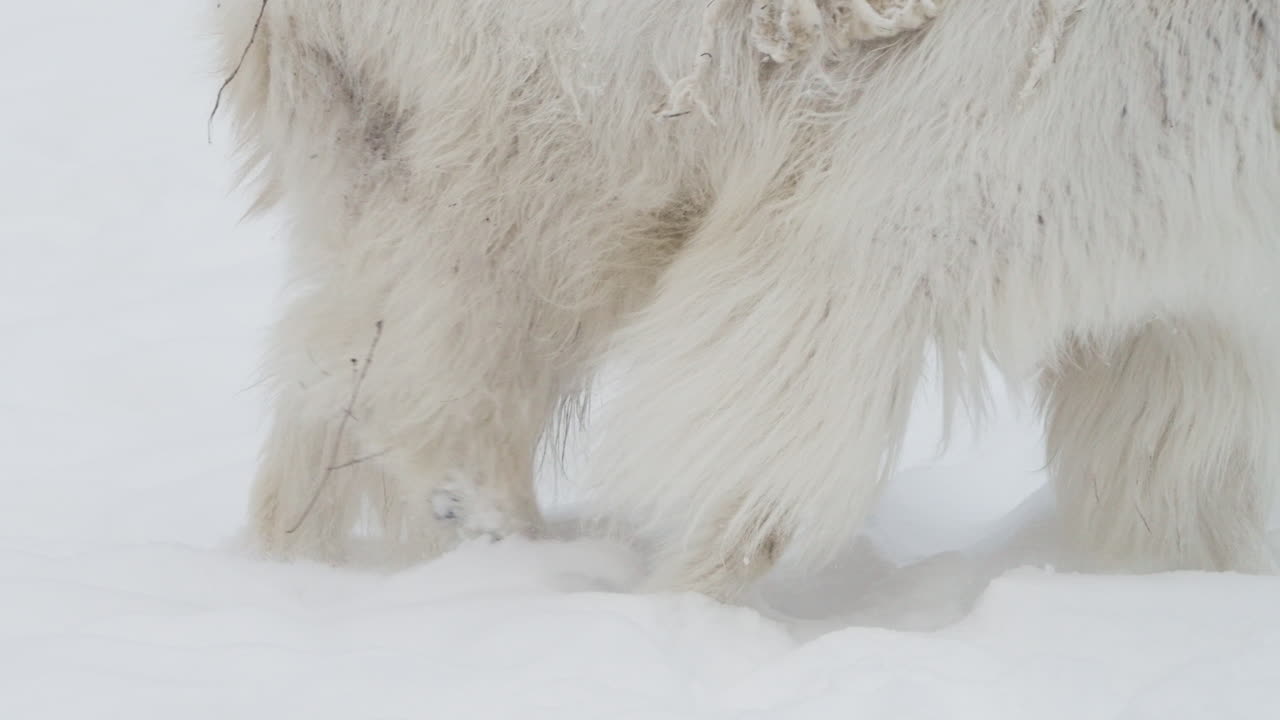 カナダ・ユコンのホワイトホースで雪の上を歩く白いふわふわの山のヤギスローモーションショット
