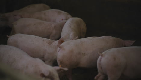 piglets in a pen