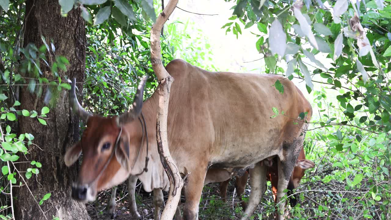 привязанная корова ест листья с дерева