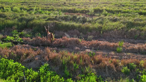 aerial shot following buck deer running away through green field
