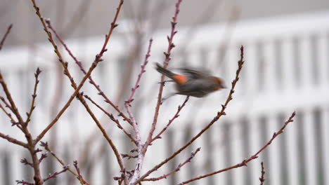 Adult-male-house-finch-flys-away-showing-bright-red-plumage---static