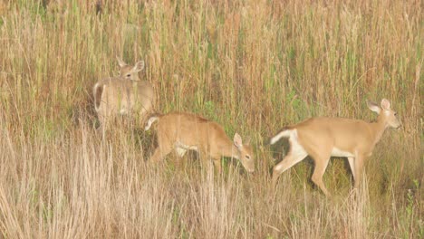 white tailed deer family walking and resting amongst sawgrass reeds