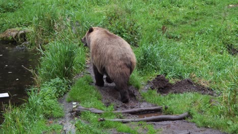 hembra de oso marrón caminando por la orilla del río, alaska