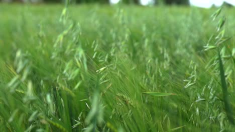 campo de avena verde