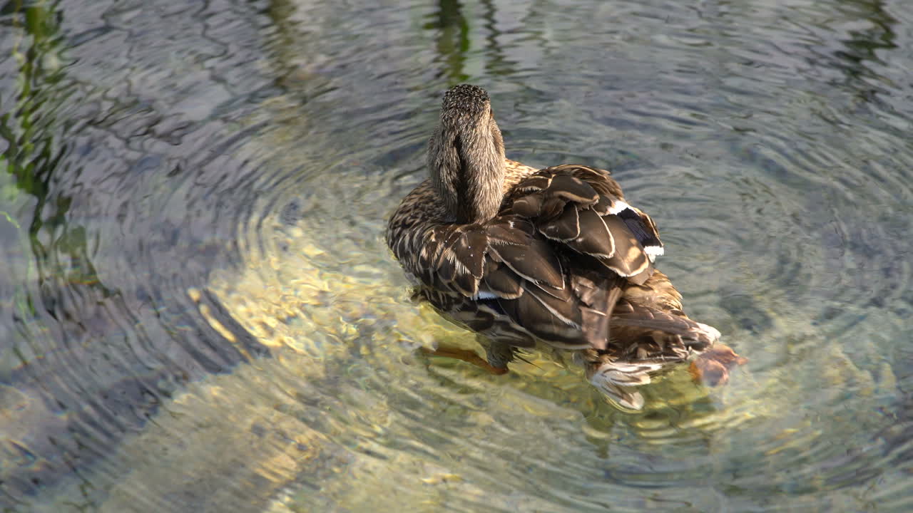 Anatra che nuota in uno stagno nei Laghi di Plitvice, Croazia