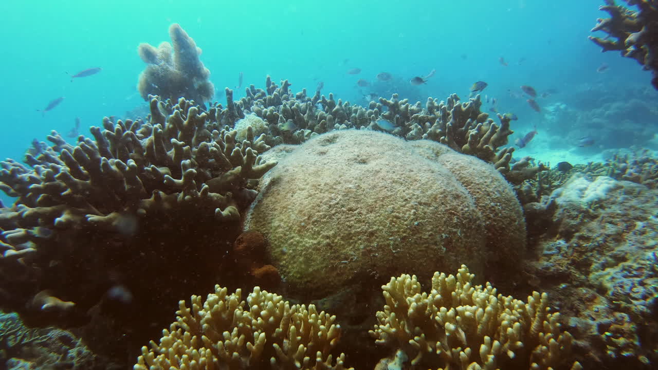 It's an underwater paradise