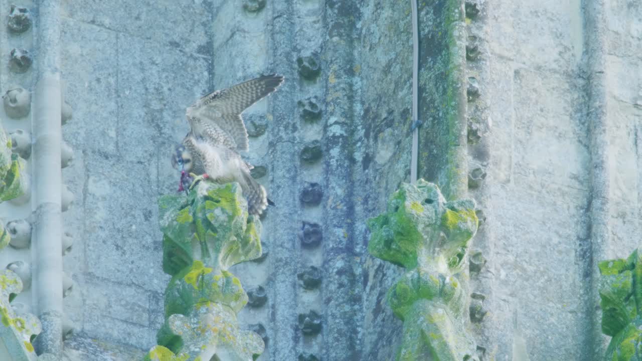 Young peregrine falcon moving between ornate Gothic cathedral stonework. Juvenile bird of prey hopping between architectural features while exploring its urban nesting site in the United Kingdom
