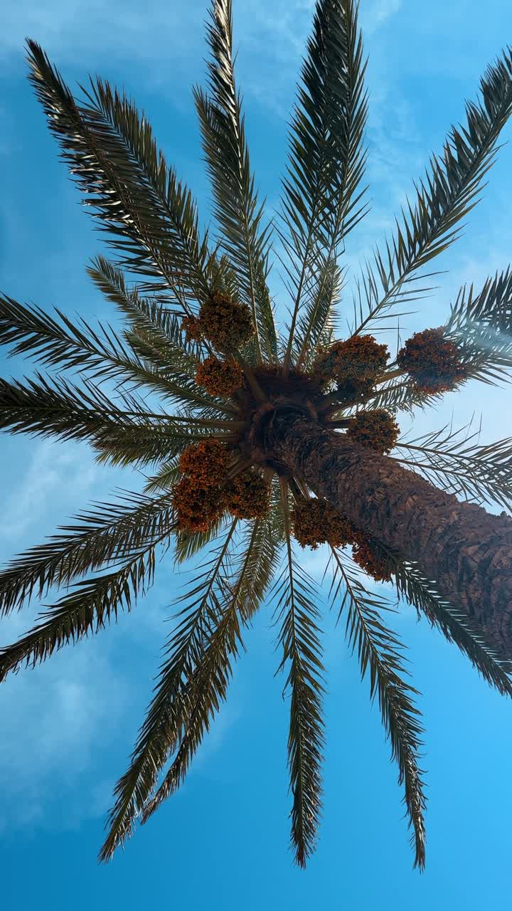 Low angle view of palm tree with dates fruit. Vertical shot looking up through palm fronds with clusters of orange dates against a clear blue sky