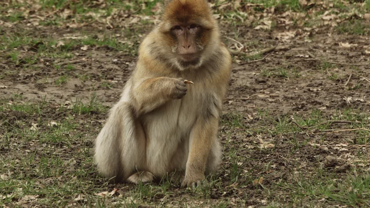 Barbary Macaque Ape Sitting On The Ground