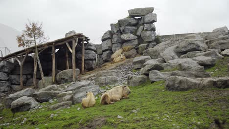 group of chinese golden takin relaxing and chewing