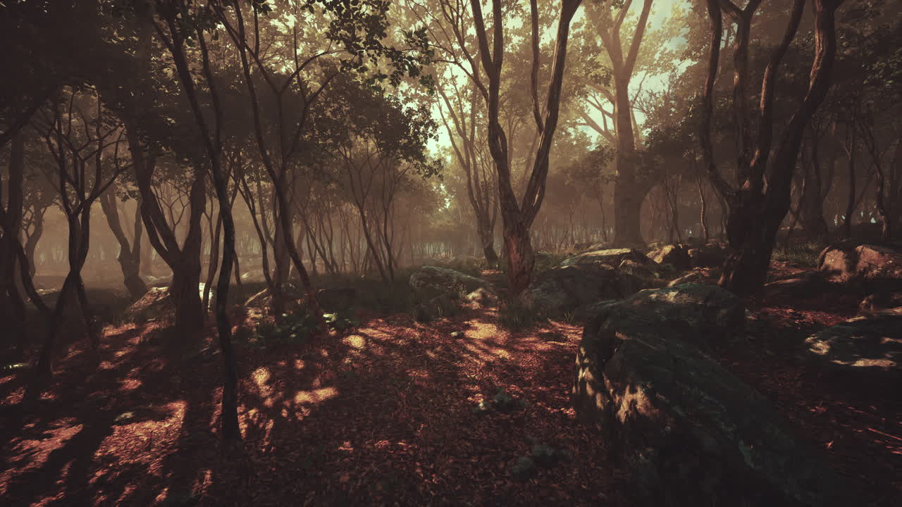 rayos de sol en un bosque en una mañana brumosa