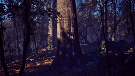 majestic ancient tree standing tall in misty forest during early morning