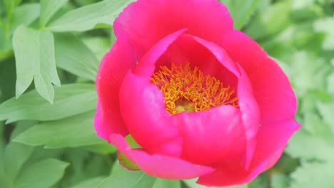 clesoeup de magenta rojo rosa flor