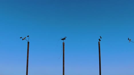 bird-shaped sculptures in the blue sky
