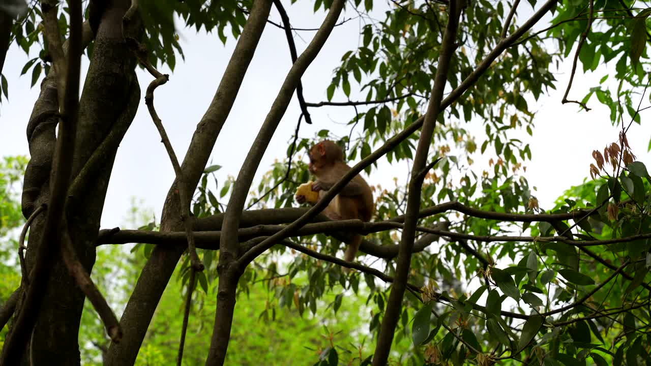 Full shot of quiet baby monkey eating large biscuit cookie stolen from tourist