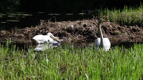 swan family swimming in a pond, sunny, spring day, in scandinavia - cygnus