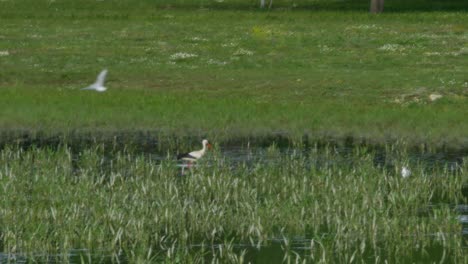 Ein-Storch,-Der-Auf-Der-Suche-Nach-Nahrung-Durch-Ein-Sumpfiges-Gebiet-Läuft