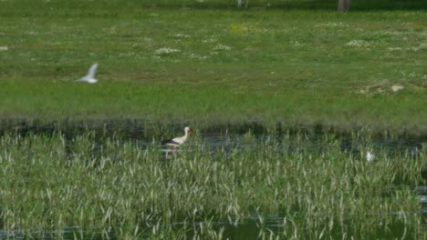 una cigüeña caminando en un área pantanosa en busca de comida
