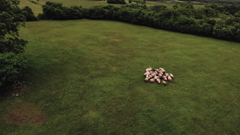 Drone,-aerial-footage-of-sheeps-on-a-green-field