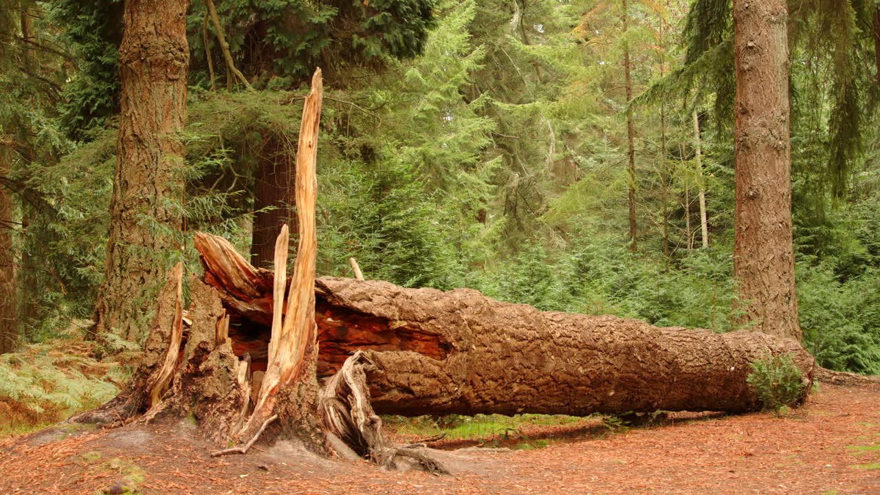 wide shot of a fallen tree trunk at Blackwater Arboretum