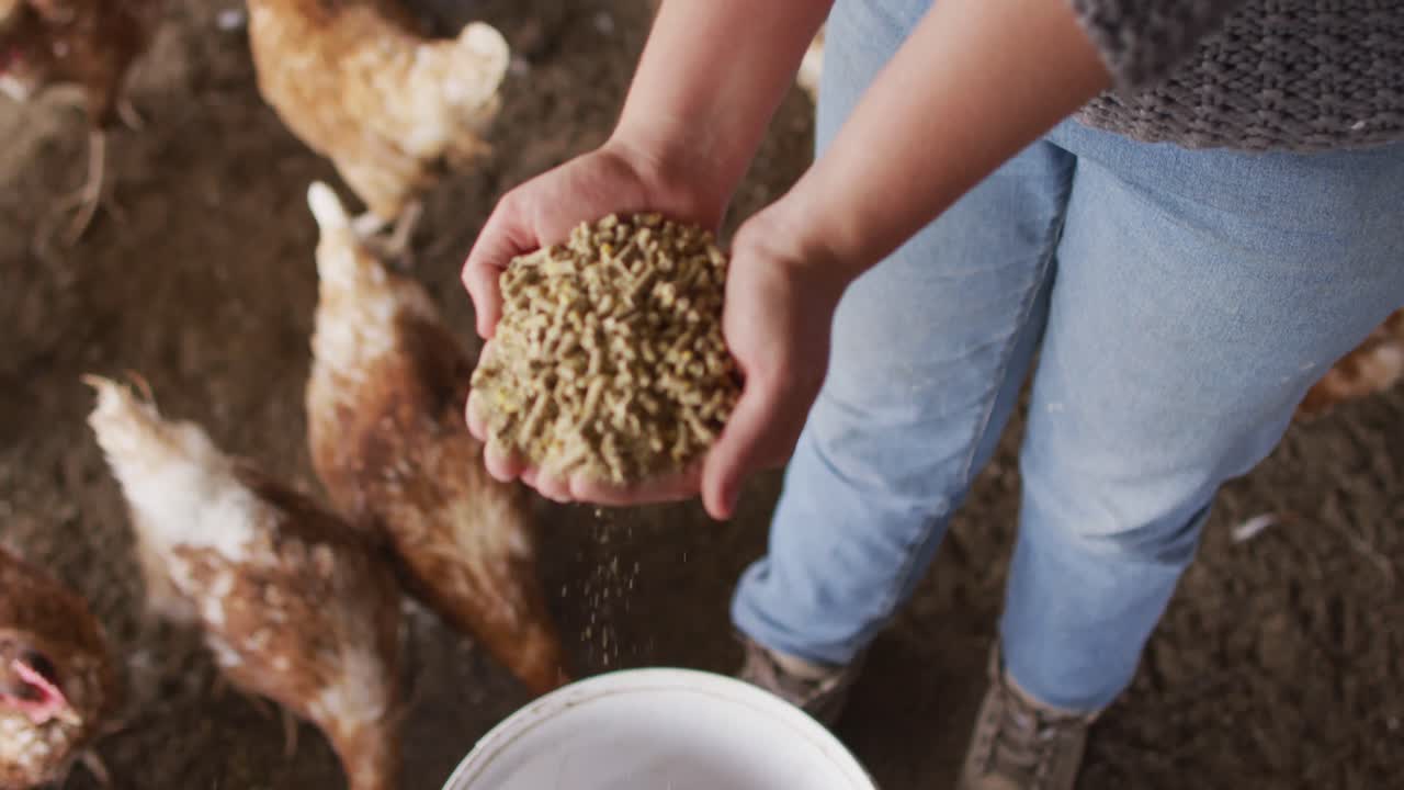 농장에서 일하고  ⁇ 을 먹이는 백인 여성의 중간 섹션