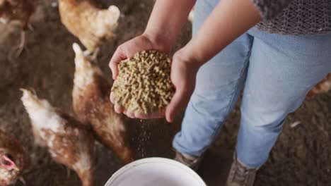 midsection of caucasian woman, working on farm, feeding chickens