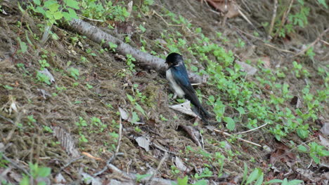 Pájaro-Golondrina-Recoge-Tallos-De-Hierba-En-El-Pico-Para-Hacer-Gránulos-De-Nido