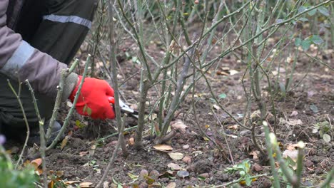 gardener pruning rose bushes