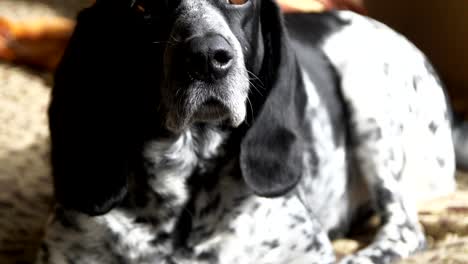 spotted hunting dog lies on a spotted plaid in the sun