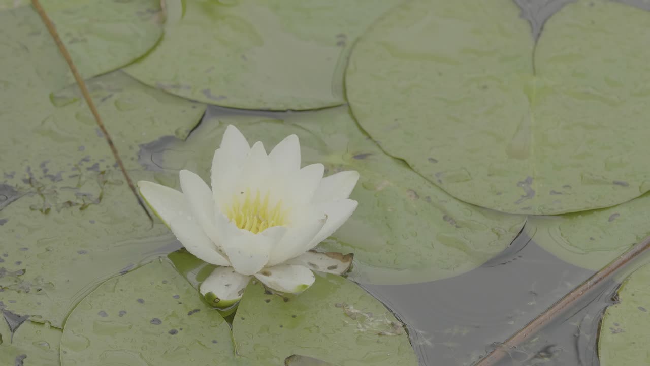 lirio de agua blanco en el estanque