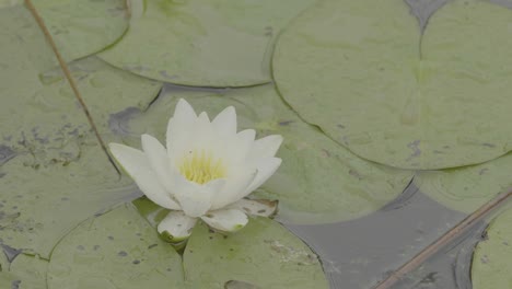 white water lily on pond