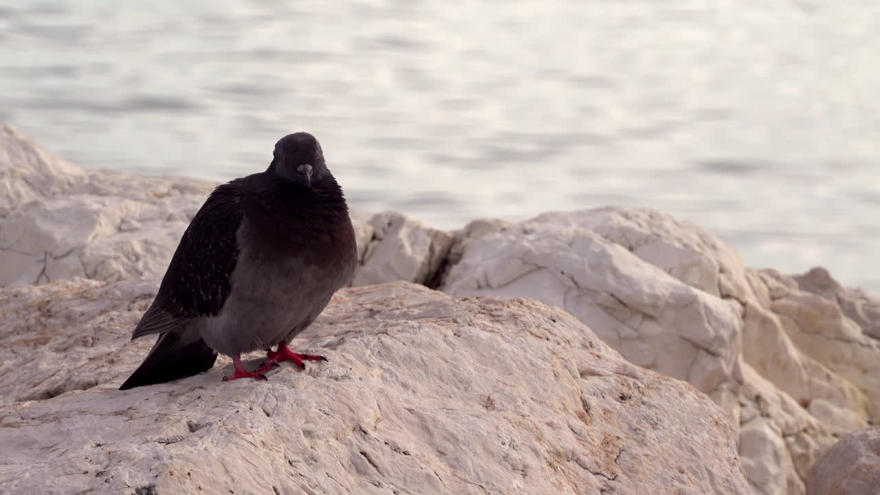 Close up of a black pigeon standing on white, rugged rocks on the shore with the sea on the background