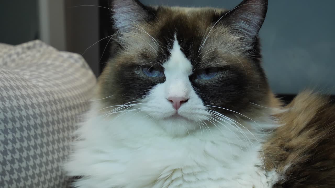 ragdoll cat girl che si guarda intorno