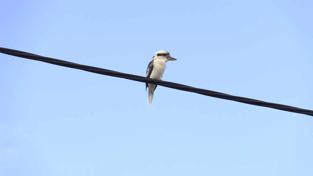 kookaburra salvaje posado sobre un cable eléctrico
