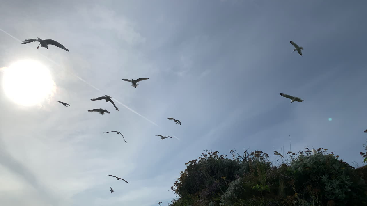 해변에서 갈매기의 패닝 샷, 슬로우 모션으로 여름의 태양으로 실루엣