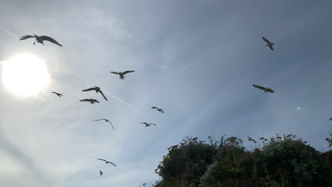 toma panorámica de gaviotas en la playa, recortadas con un sol de verano en cámara lenta