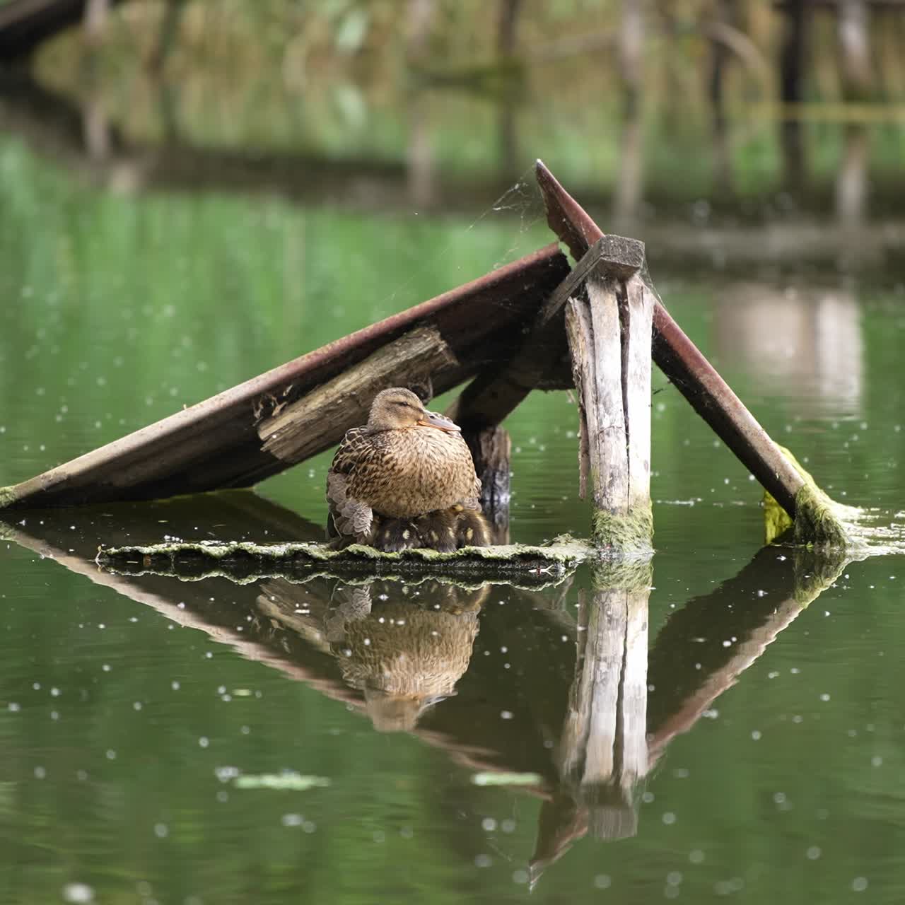 Mallard duck nesting little ducklings. Wild bird hiding her offspring under the old planks on the river. Blurred backdrop