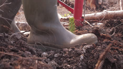 Rubber-boots-trample-the-soil-planting-a-pine-tree,-Close-up-shot