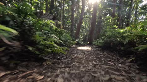 a serene walk through a forest trail