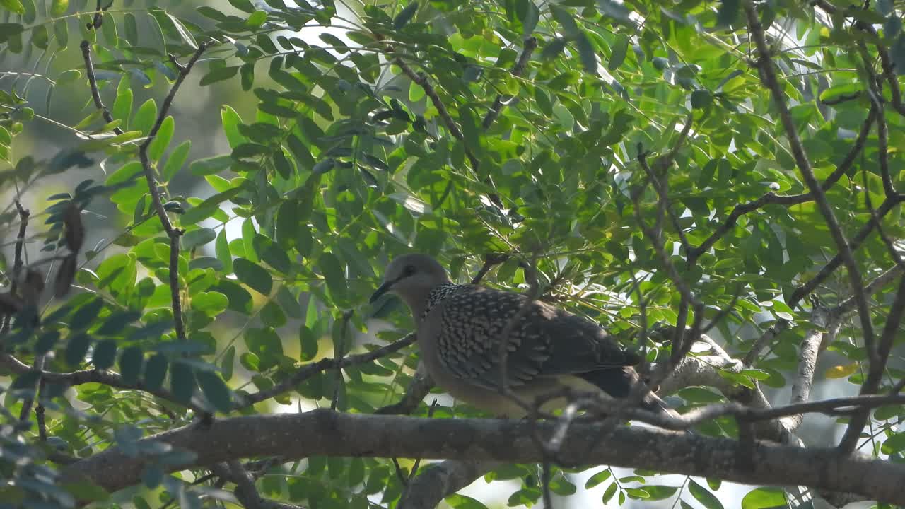 นกเขาชวาผ่อนคลายบนต้นไม้
